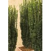 Sky Pencil Japanese Holly - 2 Live Gallon Size Plants