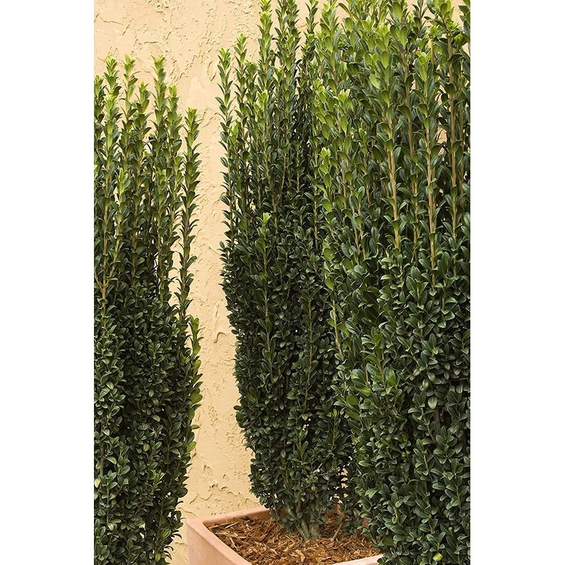 Sky Pencil Japanese Holly - 2 Live Gallon Size Plants
