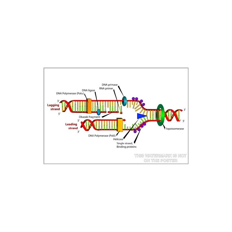 History Galore 24"x36" Gallery Poster, DNA replication genetics genes analysis