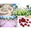 Jasmine 1000 Pieces Fake Rose Petals for Wedding Party Flower
