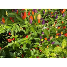 Bolivian Rainbow Ornamental Purple Pepper Premium Seeds for Planting Packet