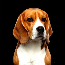 Fashion Jewelry BEAGLE ANIMAL DOG  Pendant DIAMOND Cut 925 Sterling Silver 20" Necklace Gift