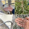 TorSor 20 Pack Plant Support Clips Heavy Duty Metal Wire