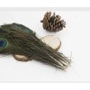 FeatherParadise 50 pcs Natural Peacock Eyes Feathers 10-12" - FREE
