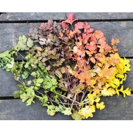 TripppleCast: Worm Castings & Insect Frass Blend (1, Cubic Foot)