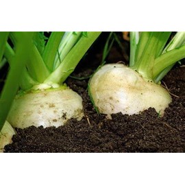 12000 White Globe Round Turnip Seeds for Planting Heirloom Non-GMO 28+ Grams Garden Vegetable Bulk Survival