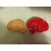 Brain Anatomy Cookie Cutter