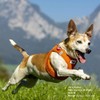 Vest Harness Air Mesh, Sky Blue, 3XS