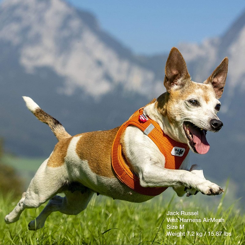 Vest Harness Air Mesh, Sky Blue, 3XS