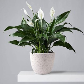 Giraffe Creation Plant Pots 12/10/9 inch Set of 3, Flower Pots Outdoor Indoor, Planters with Drainage Hole, Speckled White