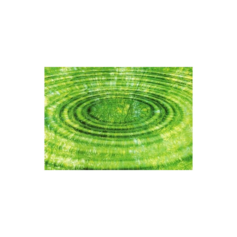 Tushita Blank Postcard Flowers: Bamboo - Zen
