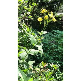 Cup Plant Seeds (Silphium perfoliatum) 40 Seeds (1 Grams)