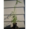 Borinda Macclureana, Live Tibetan Clumping Bamboo, Great Hedge or Specimen.