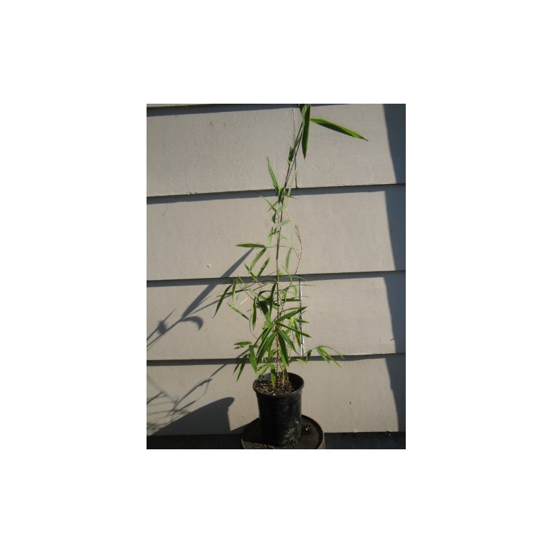 Borinda Macclureana, Live Tibetan Clumping Bamboo, Great Hedge or Specimen.