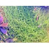 Spiky Moss Live Aquarium Moss Aquatic Plants Tropical Fish Tank