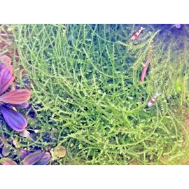 Spiky Moss Live Aquarium Moss Aquatic Plants Tropical Fish Tank - 1 Portion