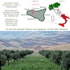 Entimio Ardente +600 mg/kg Polyphenol Rich Organic Extra Virgin Olive