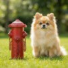 YiLifebes Small Dog Fire Hydrant Pee Post, 9" H Metal