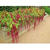 2000 Love Lies Bleedin Amaranth Seeds for Planting Heirloom Non