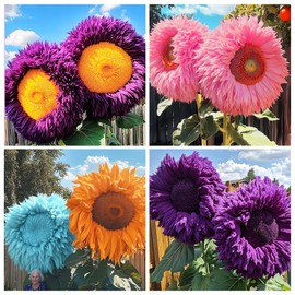 Carpet Creeping 450+Mixed Sunflower Flower Seeds Bulk for Planting Outdoor Heirloom Non-GMO