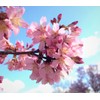 Okame Cherry Blossom Plant - Japanese Cherry Blossom Tree for