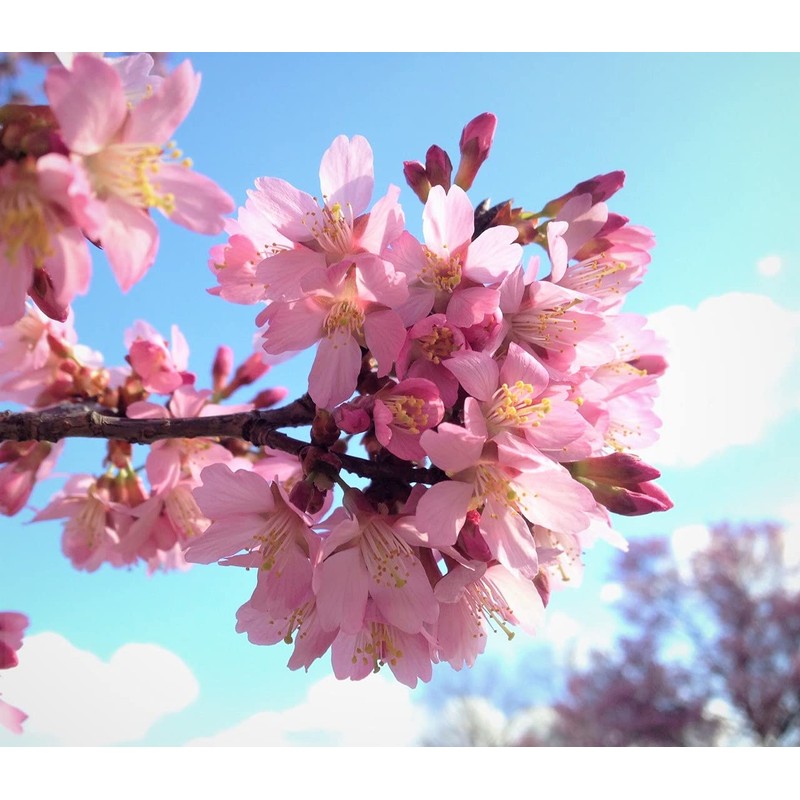 Okame Cherry Blossom Plant - Japanese Cherry Blossom Tree for
