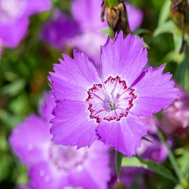 Outsidepride Dianthus Amurensis - 1000 Seeds