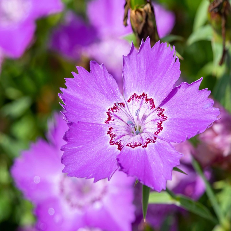Outsidepride Dianthus Amurensis - 1000 Seeds