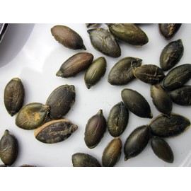 Stony Brook Brined & Roasted Pepitas, 3 ounce bags (pack of 6)