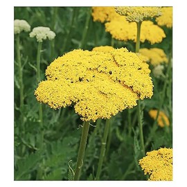 Golden Yarrow - A Favorite Perennial Wildflower - 9,000 Seeds