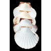 Florida Shells and Gifts 6 XL White Irish Baking Scallop