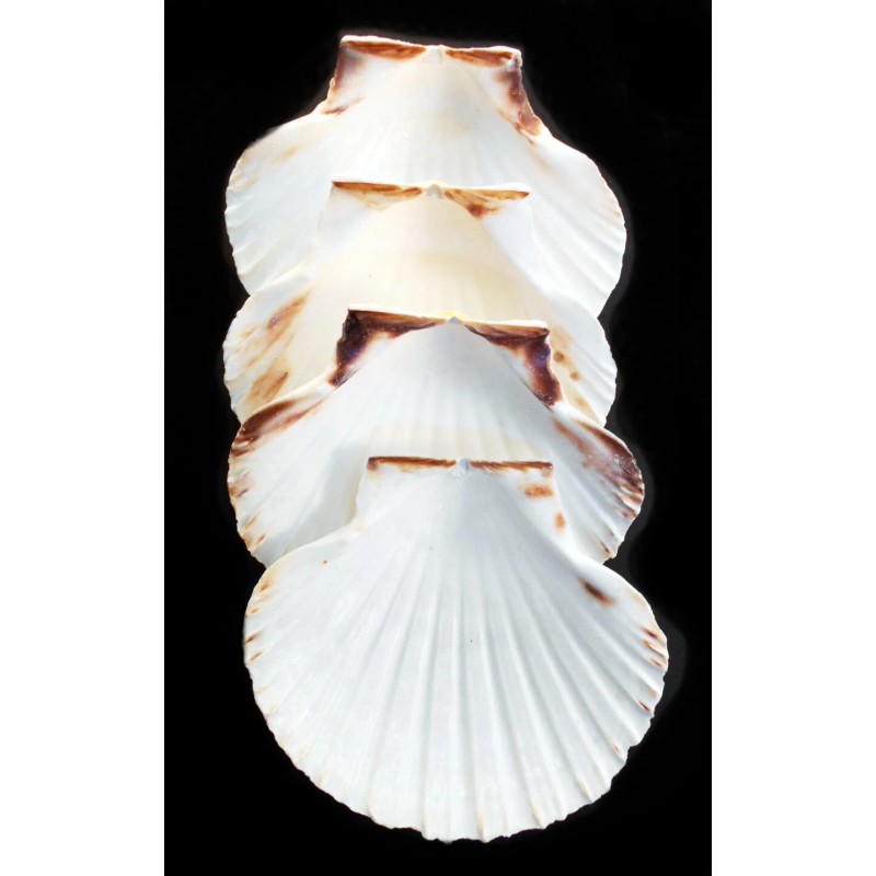 Florida Shells and Gifts 6 XL White Irish Baking Scallop