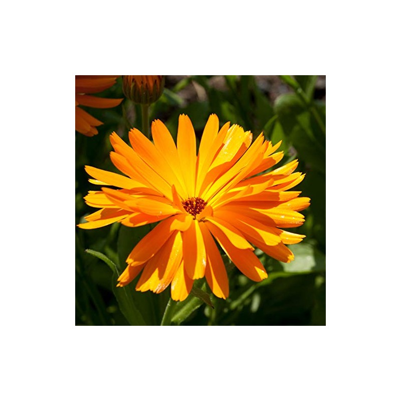 NEAL'S YARD REMEDIES Calendula Cleansing Cream (Makeup Removal) Cleansing Body