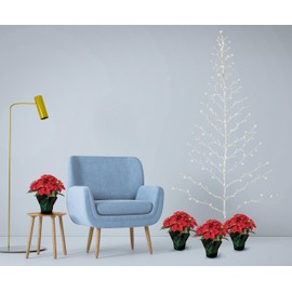 Lighted White Birch Christmas Wall Tree - Indoor/Outdoor LED 6 Feet High - Warm White Lights - Battery Operated with Timer, White Branches