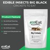 ecoEat Edible Insects Big Black Crickets to Eat – Edible