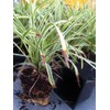 18 Pack - Liriope 'Variegated' Grass