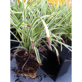 18 Pack - Liriope 'Variegated' Grass