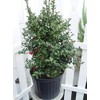 Ilex X rutzan 'Red Beauty' (Holly) Evergreen, #3 - Size