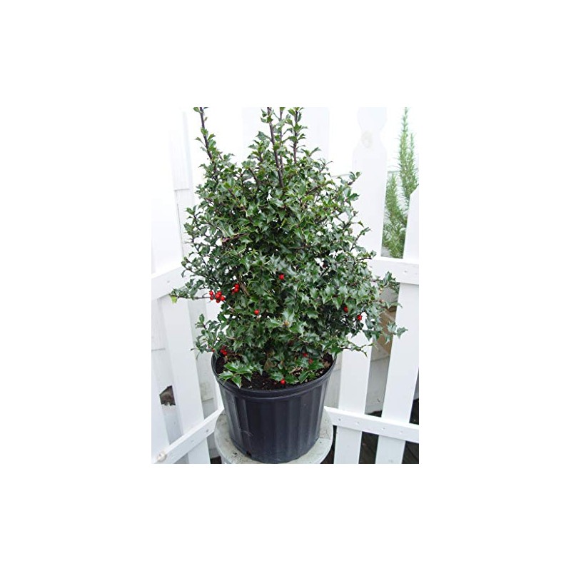 Ilex X rutzan 'Red Beauty' (Holly) Evergreen, #3 - Size
