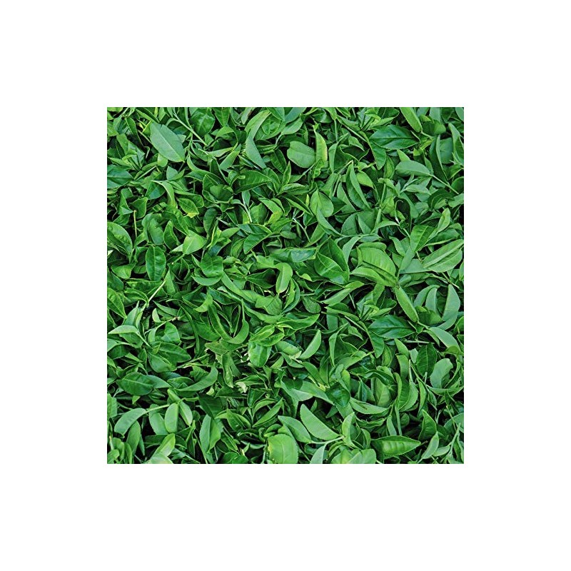 St Ives Blackhead Clearing Green Tea Scrub, 150ml