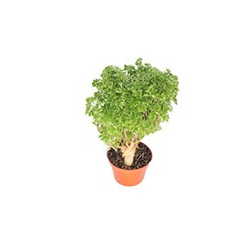 Variegated Ming Aralia - 6'' from California Tropicals