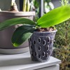 Kalapanta Transparent Plastic Pot for Orchids with holes, Mesh Pot