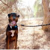 ZippyPaws Climbers Rope Heavy Duty Dog Leash - Thick Leashes
