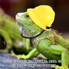 EsiFare Lizard Helmet, Lizard Hat, Mini Construction Hat, Miniature Hat,