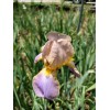 Fresh 6 BEARDED IRIS PLANTS RHIZOMES FRESH MIXED VARIETIES