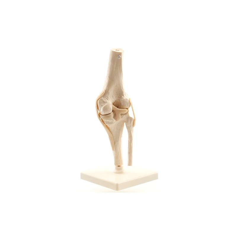 HeineScientific Human Knee Model