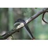 Stubai Billhook Machete Austrian and Italian Design 670502 Hand Forged
