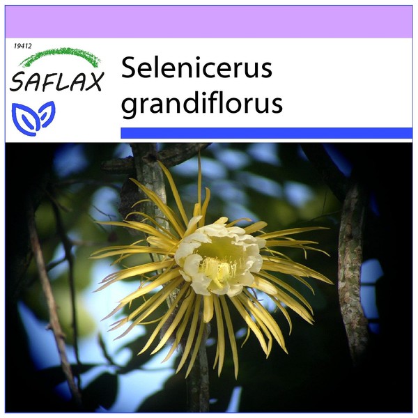 SAFLAX - Queen of The Night - 40 Seeds - Selenicerus grandiflorus
