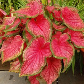 Sweetheart Caladium Flower Bulbs - 3 Bulbs per Pack - Grows Well in Containers, Hanging Pots, and Garden Borders - Deer Resistant