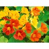 Dwarf Jewel Mix Nasturtium Flower, Pack of 500 Seeds by